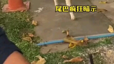 The dog sees others trading stuff for meatballs, so it grabs a leaf to trade too… Man…