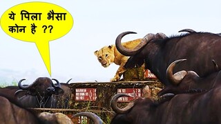 इन बदमाश जानवरों ने तो धूम मचाके रखी है |Most Funny Animals Caught On Camera Part -90 Comedy Video