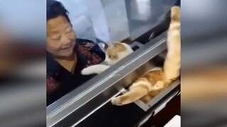 调皮橘猫竟然钻进银行窗口...