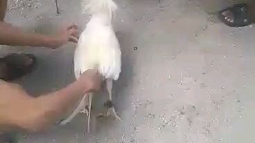 My Pure White Kelso Vs Inbreed 1/4 Peruvian . Power Shuffler Bitaw Lang Kami Ni Erpats 😁 #AceGY.🔥