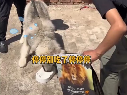 Chó cưng: Đây là khu vườn ư? Vậy nhà cũ của tôi là gì nhỉ? #Hài hước #Không ngờ được #Thú cưng