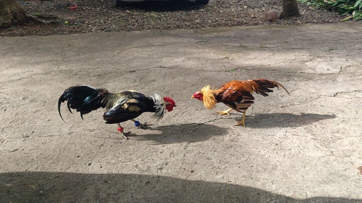 Melsim Grey VS Sweater Gold