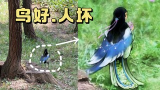 听说喜鹊的背影值得一看！