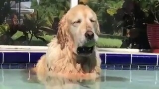 Funny Animal Fails Compilation #32
