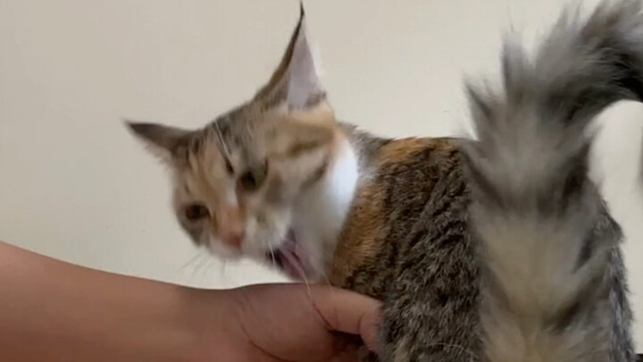 What should I do if my kitten bites me?