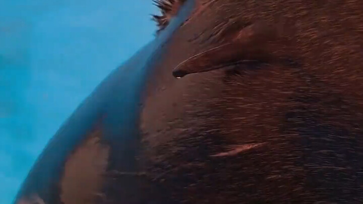 Check out the smart and playful sea lion