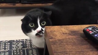 The young man was too noisy at home, and his cat was so angry that it started swearing!