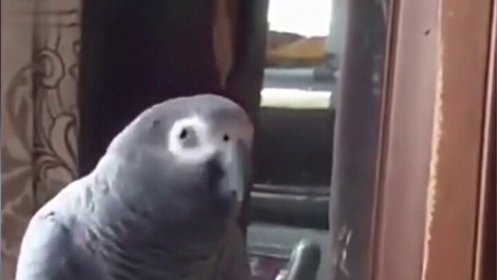 The parrot was biting things randomly and the heroine scolded it. The parrot actually retorted: What