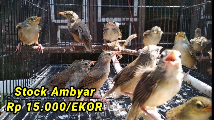 Mulai 15 Ribuan. Update Harga & Stock Terbaru Kios Jehana Bird Shop