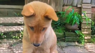 狗没有把自己当狗的瞬间