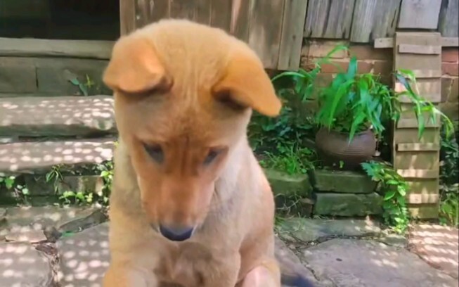 Moments when dogs don't see themselves as dogs