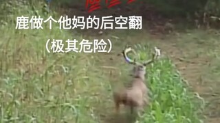 太燃了这鹿