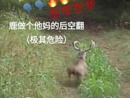 太燃了这鹿