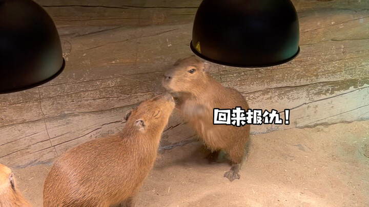 تقرير: القرد الصغير كيوي تعارك من جديد!