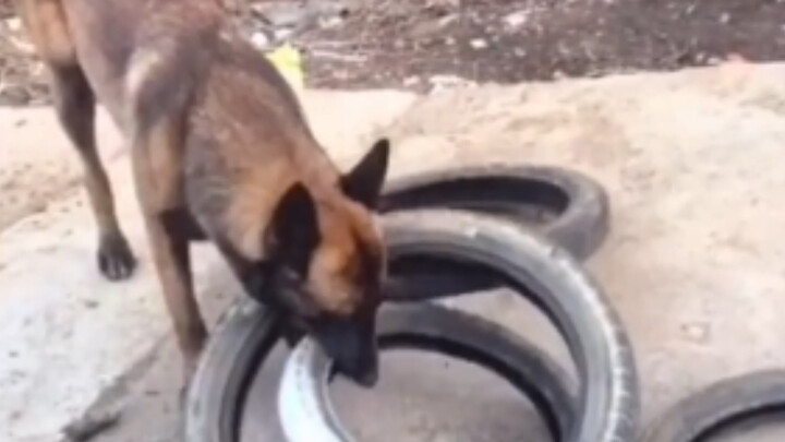 This is the smartest dog I've ever seen.