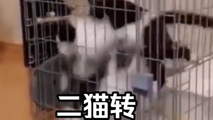 Yang dibutuhkan Kucing Sapi bukan obat cacing, tapi pengusir setan!