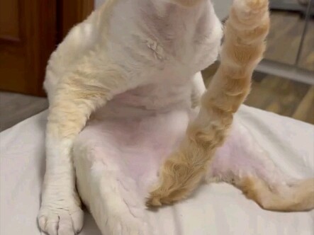 猫儿这个巨大😻