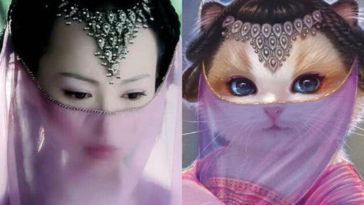 千万不要发呆的盯着一只猫，要不然你会情不自禁的爱上她