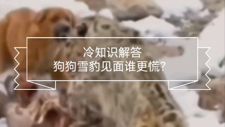 Penjelasan fakta menarik: Saat anjing bertemu macan tutul salju, siapa yang lebih panik?