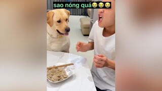 ông chủ bị nóng tôi cũng bị theo😭😭😭😭😭😭😭😭😭😭😭😭😭😭😭😭😭chókhôn chómèo TuHaoDaSac