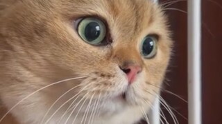 这下听懂猫语了