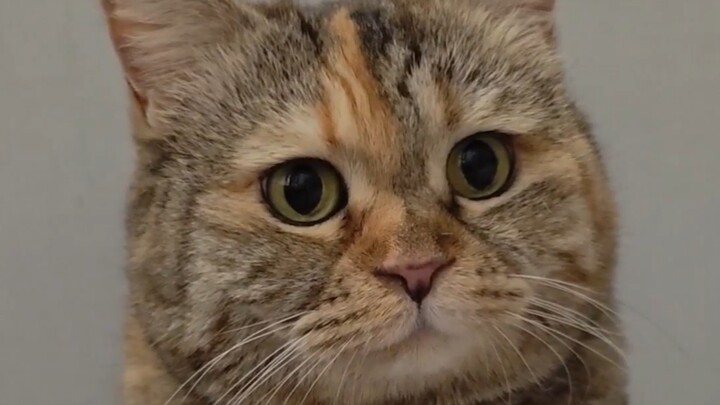 Mẹ ơi, hôm nay trời mưa rất thích hợp để cho mèo ăn