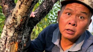 Gần đây ấu trùng bọ cánh cứng ăn cây ăn quả rất nhiều, tôi tìm thấy bột giống mùn cưa ở rìa cây, tôi