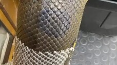 #snake #snakepeeling #satisfying #satisfaction