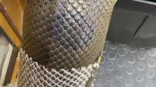 #snake #snakepeeling #satisfying #satisfaction