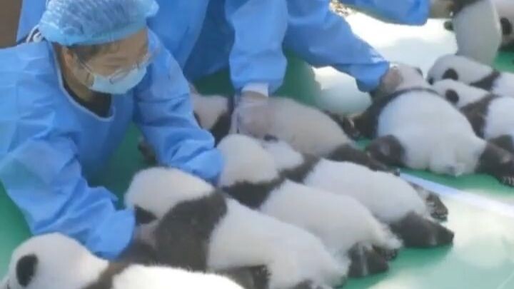 Penjaga kebun binatang membagi anak-anak panda, masing-masing menggendong dua ekor!