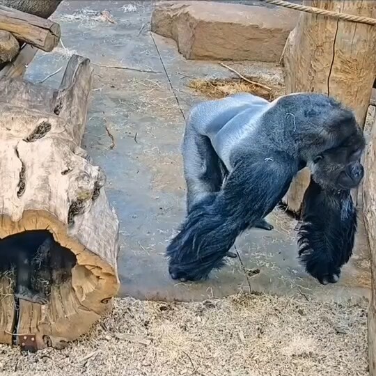 Chú vượn nhỏ tinh nghịch