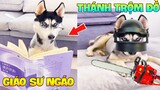 Thú Cưng Vlog | Ngáo Phá Hoại Và Đầu Moi #8 | Chó thông minh vui nhộn | Smart dog funny cute pets