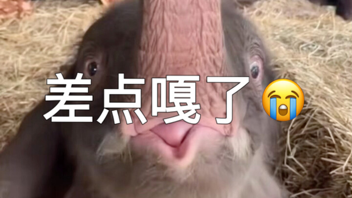 Chú voi con: Đây là một cuộc đối đầu sinh tử…❗️