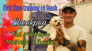 “Chickpea” Maltese x Poodle cross | start training with leash | basic obedience training |