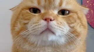 لا تُزعج قطتك إلا للضرورة. انظر إلى عينيها، من الواضح أنها لا تُصدقك!