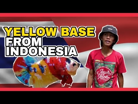 TEMPAT GUE MAH JUGA BANYAK !!