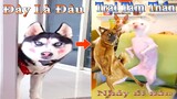 Thú Cưng TV | Dương KC Pets | Ngáo Và Đầu moi | chó vui nhộn | funny cute smart dog pets