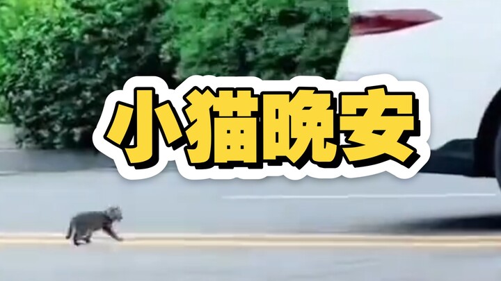 Mèo con ngủ ngon, kiếp sau tránh xa xe cộ nhé