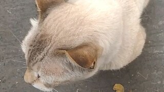 cat on street.