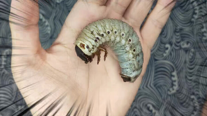 How to make insect specimens