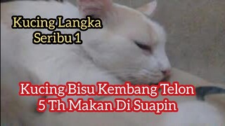 Kucing Bisu Kembang Telon Tiga Warna Kucing Langka Lucu