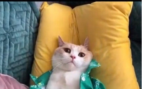 Cat: I’ll Do Anything for Cat Food! [Weird Cat Compilation #68]