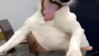 热门猫meme视频出处原版视频宇宙超究极大合集