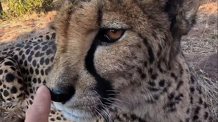 Why is the cheetah called a big Hakimi?