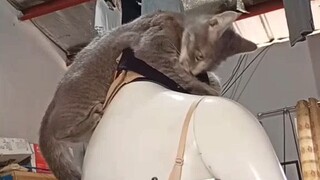 humpy the persian