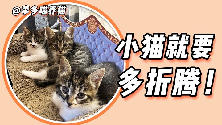 Mỗi ngày 10 phút, nặn ra chú mèo con nhõng nhẽo✅