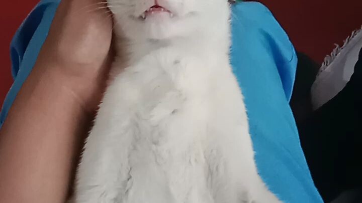 catsumi