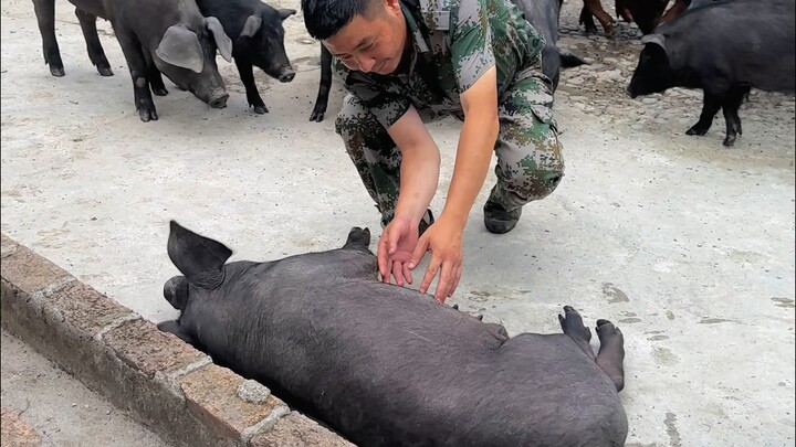 As long as the pig is healthy and happy, I’m already delighted.
