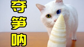 猫爱抢东西吃，被我纠正后，它很感激