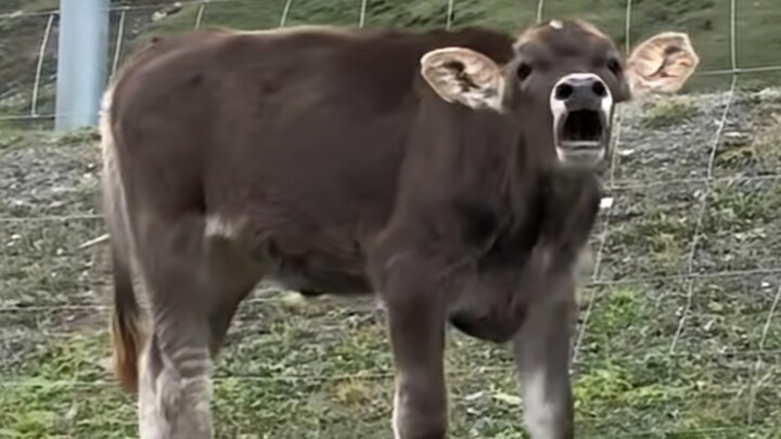 Bò: Bạn đã mắc 26 lỗi ngữ pháp